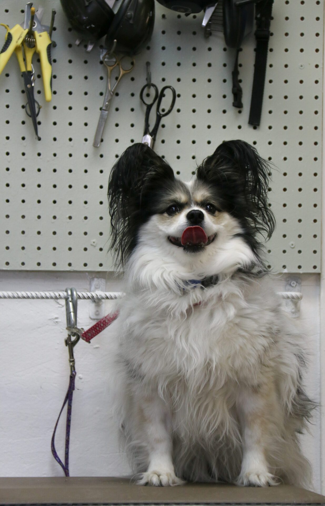 IMG_4190 Dog Daycare-our-services